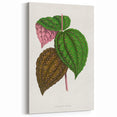 Romanticism Art: Bertolonia Guttata Botanical Illustration Canvas