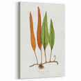 Romanticism Art: Niphobolus Lingua Botanical Illustration Canvas