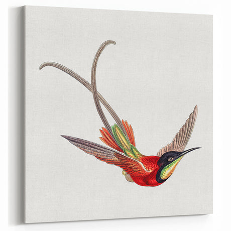 Vintage Hummingbird Illustration Wall Art - Colorful Bird Decor