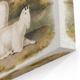 Romanticism Art - Rocky Mountain Goat Print by Audubon