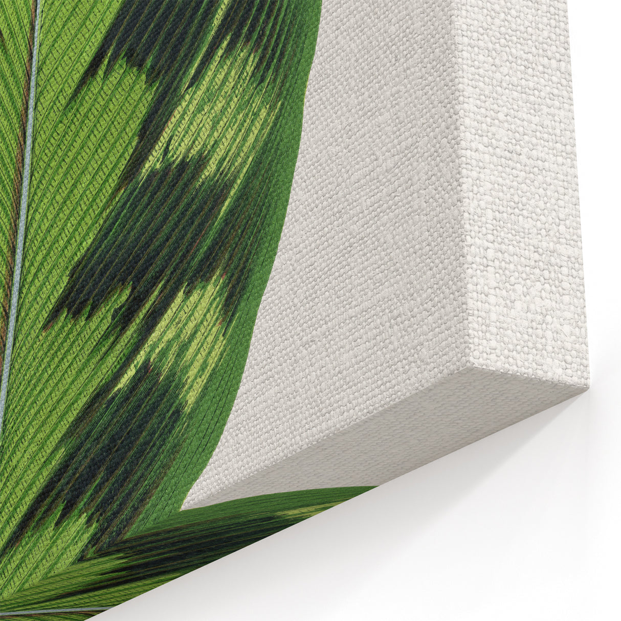 Romanticism Art - Calathea Veitchiana Leaf Illustration Print
