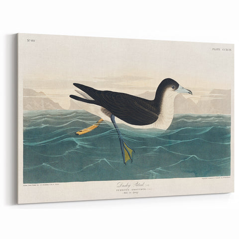 Romanticism Art - Dusky Petrel by John James Audubon Print