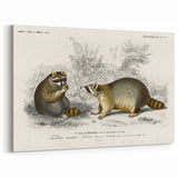 Romanticism Art - Raccoon Illustration by Charles D’Orbigny Print