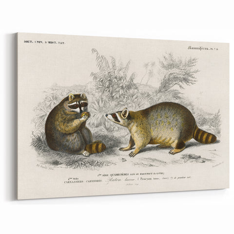 Romanticism Art - Raccoon Illustration by Charles D’Orbigny Print