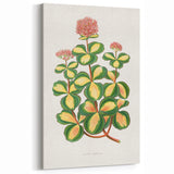 Romanticism Art - Stonecrop Leaf Illustration by Lydon & Fawsett Print