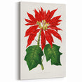 Romanticism Art - Poinsettia Illustration by Lydon & Fawsett Print