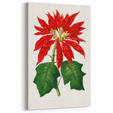 Romanticism Art - Poinsettia Illustration by Lydon & Fawsett Print
