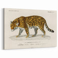 Romanticism Art - Jaguar Illustration by Charles D’Orbigny Print