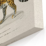 Romanticism Art - Jaguar Illustration by Charles D’Orbigny Print