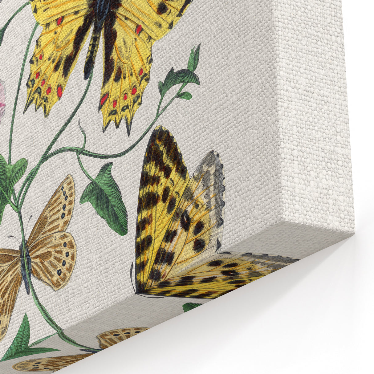 Classic Romantic Paintings - Butterfly & Moth Illustration Wall Art