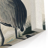 Famous Romantic Era Art - Hooping Crane Illustration Canvas Print