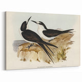 Famous Romantic Era Art - Sooty Tern Bird Illustration Canvas Print