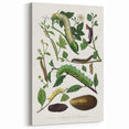 Famous Romantic Era Art - Caterpillar Illustration Canvas Print