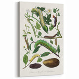 Famous Romantic Era Art - Caterpillar Illustration Canvas Print
