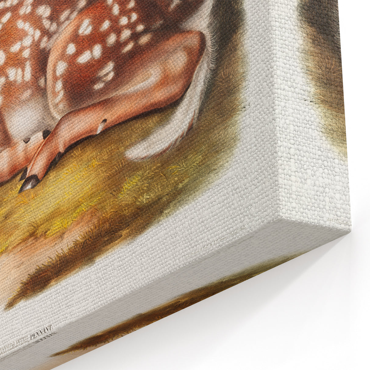 Classic Romantic Paintings - American Deer Illustration Canvas Art