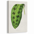 Classic Romantic Era Art: Green Maranta Leaf Illustration Print