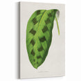 Classic Romantic Era Art: Green Maranta Leaf Illustration Print