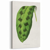 Classic Romantic Era Art: Green Maranta Leaf Illustration Print