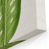 Classic Romantic Art: Green Dieffenbachia Leaf Illustration Print