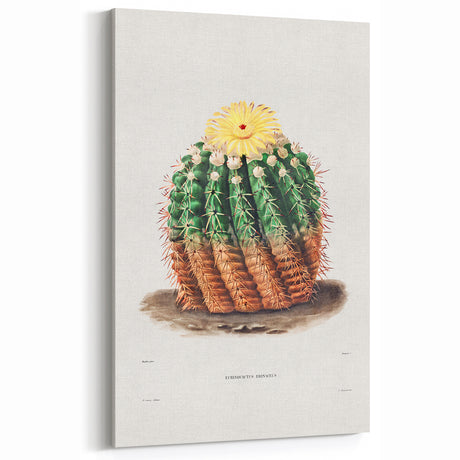 Romantic Era Art: Golden Barrel Cactus Botanical Illustration Print