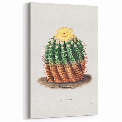 Romantic Era Art: Golden Barrel Cactus Botanical Illustration Print