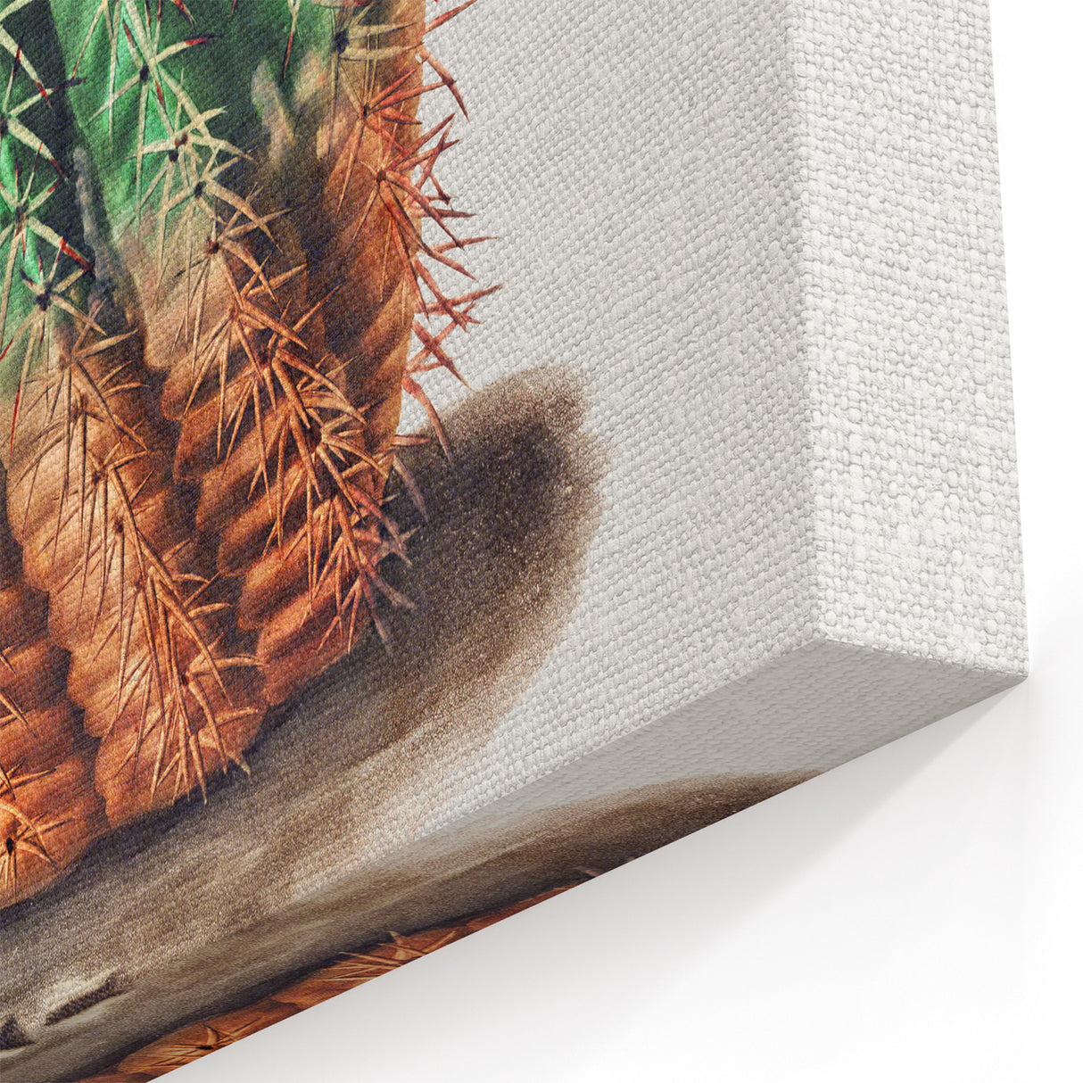 Romantic Era Art: Golden Barrel Cactus Botanical Illustration Print