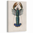 Romantic Era Art: Blue Lobster Illustration by Charles Dessalines d’Orbigny