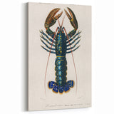 Romantic Era Art: Blue Lobster Illustration by Charles Dessalines d’Orbigny