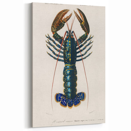 Romantic Era Art: Blue Lobster Illustration by Charles Dessalines d’Orbigny