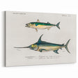 Romantic Era Art: Fish Illustrations by Charles Dessalines d’Orbigny