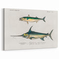 Romantic Era Art: Fish Illustrations by Charles Dessalines d’Orbigny