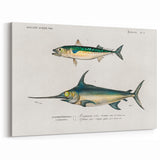Romantic Era Art: Fish Illustrations by Charles Dessalines d’Orbigny