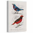 Romantic Era Art: Exotic Bird Illustrations by Charles Dessalines d’Orbigny