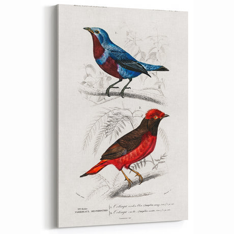 Romantic Era Art: Exotic Bird Illustrations by Charles Dessalines d’Orbigny