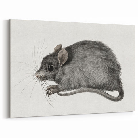 Romanticism Art - Study of a Mouse - Classic Romantic Animal Print