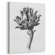 Romanticism Art - Artichoke Study - Classic Botanical Romantic Print