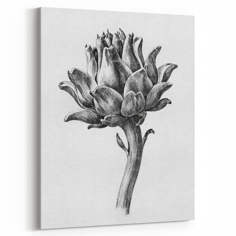 Romanticism Art - Artichoke Study - Classic Botanical Romantic Print