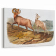 RomanticRomanticism Art - Rocky Mountain Sheep - Classic Animal Printism Art - Marriage A-la-Mode 3 - Classic Romantic Print 