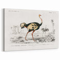 Romanticism Art - Struthio Illustration - Classic Ornithological Print