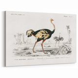Romanticism Art - Struthio Illustration - Classic Ornithological Print
