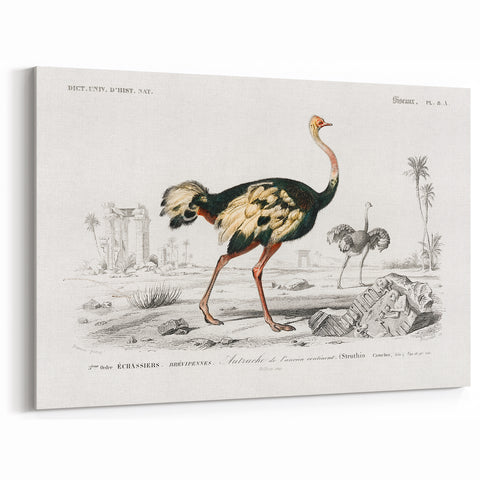 Romanticism Art - Struthio Illustration - Classic Ornithological Print