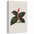 Romanticism Art - Ancectochilus Rubro-Venia - Classic Botanical Print