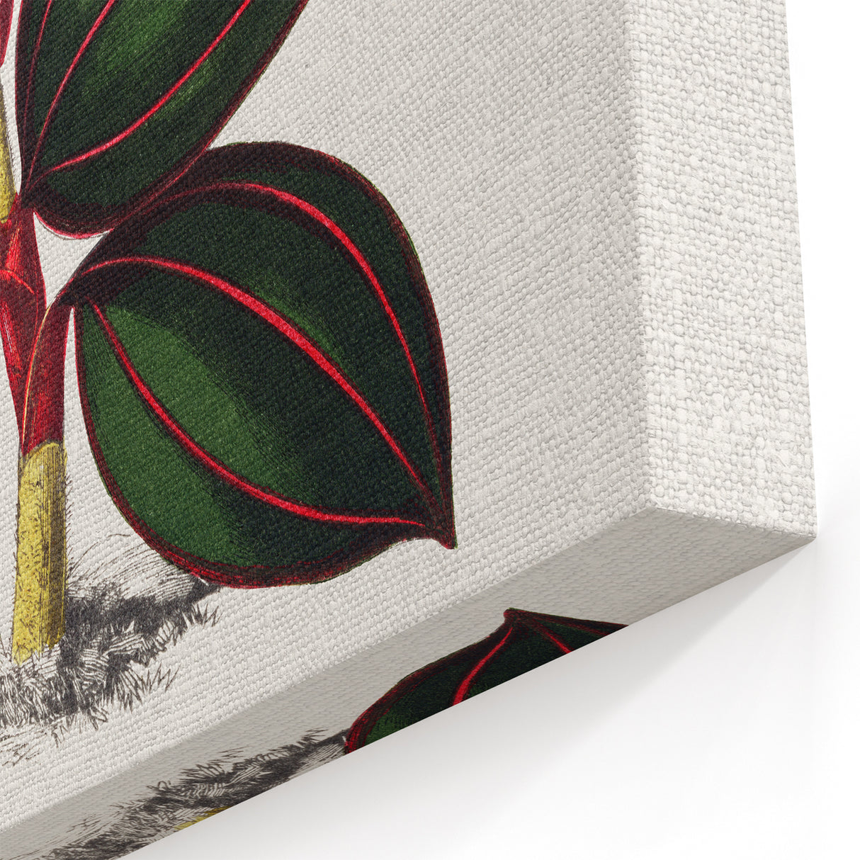 Romanticism Art - Ancectochilus Rubro-Venia - Classic Botanical Print