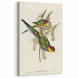 Romanticism Art - Red-Capped Parakeet - Classic Ornithological Print