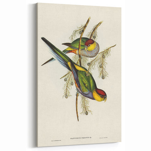 Romanticism Art - Red-Capped Parakeet - Classic Ornithological Print