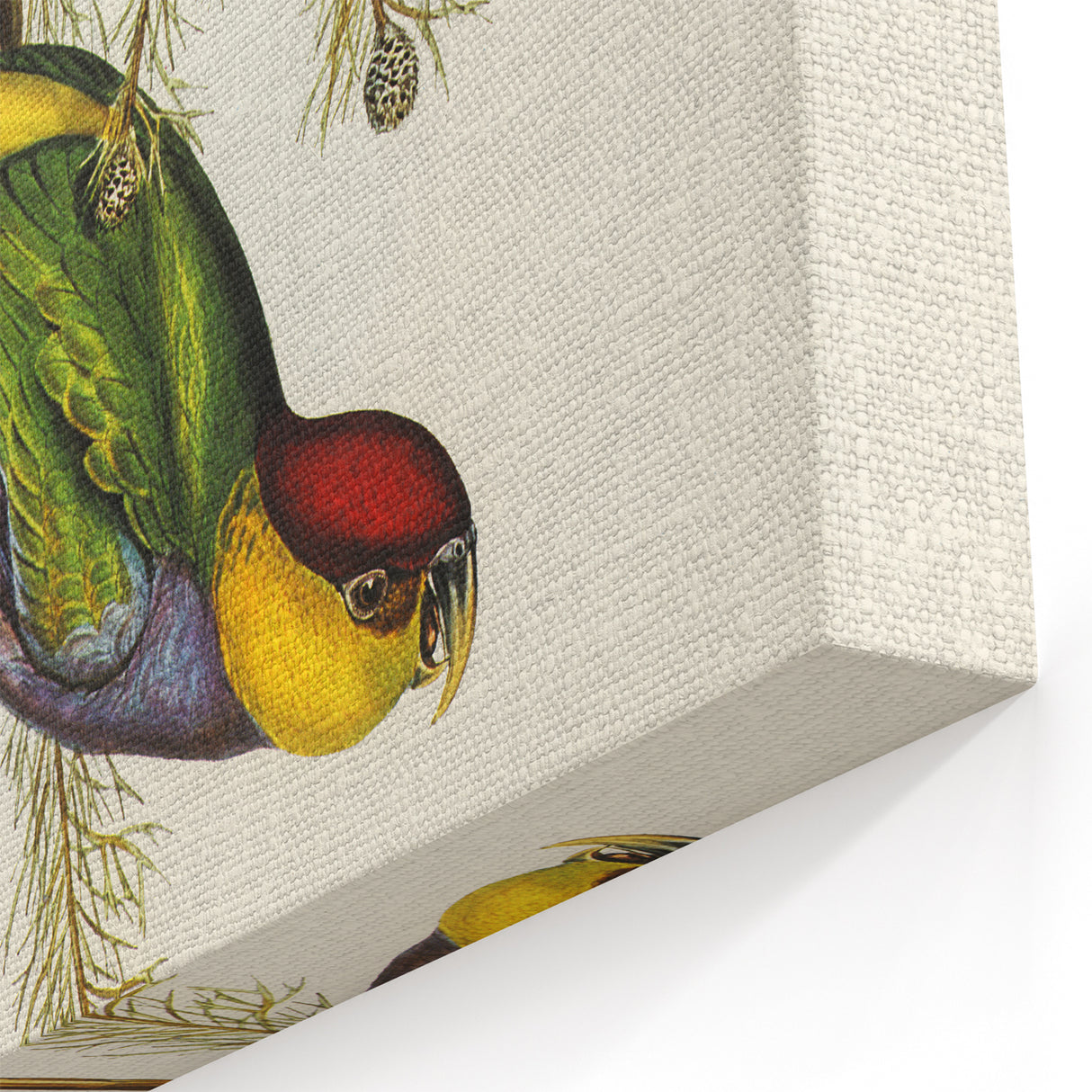 Romanticism Art - Red-Capped Parakeet - Classic Ornithological Print