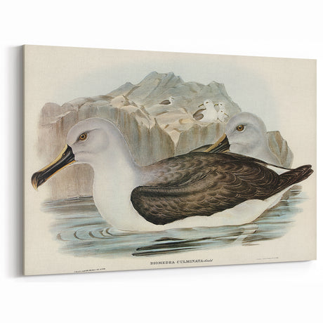 Culminated Albatross by Elizabeth Gould - Romantic Art Print