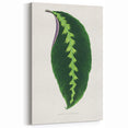Green Maranta Warscewiczii Leaf - Romantic Era Botanical Print