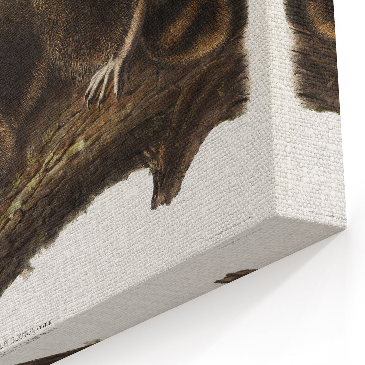 Raccoon by Audubon - Romanticism Wildlife Art Print on Canvas