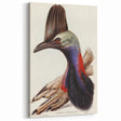 Australian Cassowary by Elizabeth Gould - Romantic Wildlife Art Print